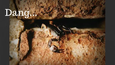 Scorpion in weep hole