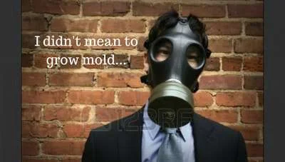 mold in walls